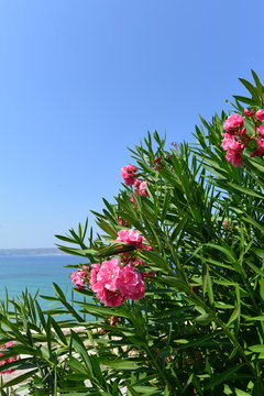 Oleander (Nerium oleander)