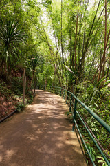 Walk way in the bamboo grove at the forest.Natural tunnel tree pathway in the park.