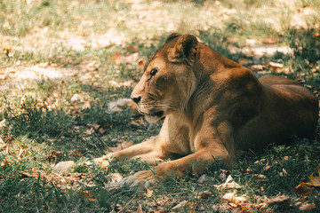 Calm Lioness At The Zoo