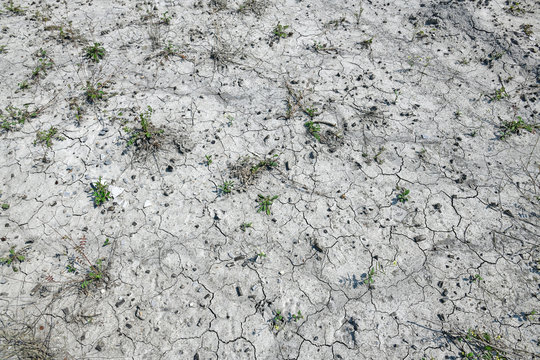 Donnerkeile (versteinerte Belemniten) &uuml;berdecken den Boden - Belemnoids 