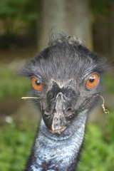 Close-up of Emu head and face at a farm 