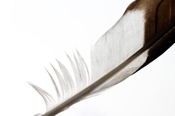 Bird feather / Feathers of large birds have been and are used to make quill pens.