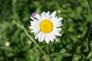 Chamomile in full bloom during the summer