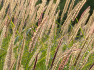 Fototapeta premium wild herbs in the meadow