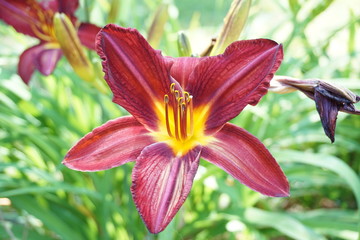 Red and Yellow Flower in bloom during summer