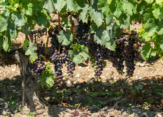 Vignes et raisin du Médoc, près de Bordeaux (France)	