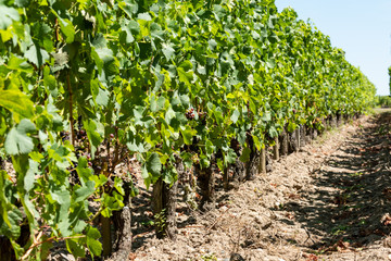 Fototapeta na wymiar Vignes et raisin du Médoc, près de Bordeaux (France) 
