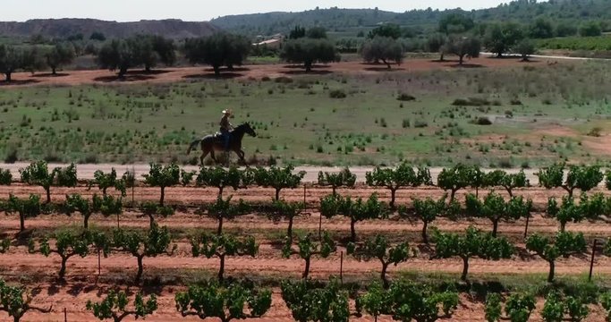 Cabalgada de jinete vaquero con sombrero sobre caballo al galope junto a vi&ntilde;edo vuelo de dron