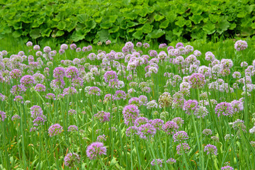 Field overgrown with decorative onions.