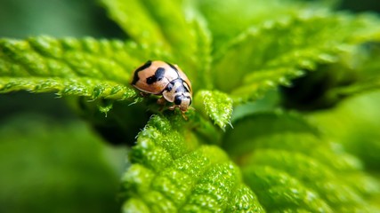 ladybug on a green leaf