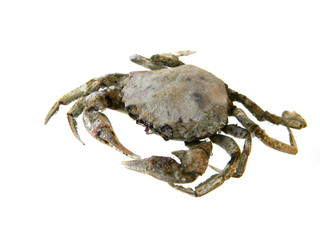 crab isolated on white background