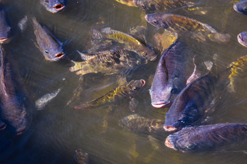 A large group of tilapia in the pond is rising to the surface to wait for the pellet feeding. This is the farming of freshwater fish for the agricultural industry in Thailand.