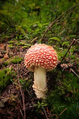 Fly Agaric Toadstool