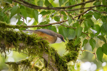 White Throated Laughing Thrush