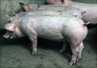Pigs in stable. Pigbreeding. Netherlands