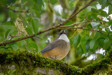 White Throated Laughing Thrush