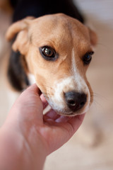 Beagle Puppy Cute Brown Black White