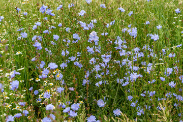 Wild thickets of flowering chicory on long stems in the summer afternoon.