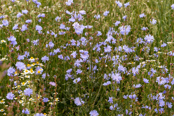 Obraz na płótnie Canvas Wild thickets of flowering chicory on long stems as a background.