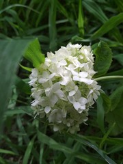 white flowers in garden