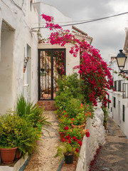 Fototapeta na wymiar Frigliana costa Del Sol Spain April 18 2019 close up view of the narrow streets flora with potted plants