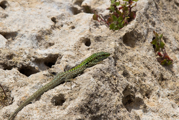 Salamander Gecko Eidechse sitzt auf Stein