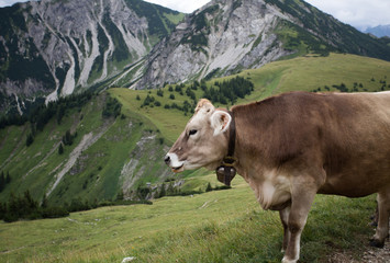Fototapeta na wymiar Kuh auf Weide in Österreich