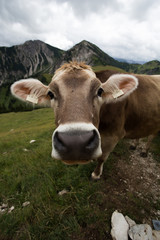 Fototapeta na wymiar Kuh auf Weide in Österreich