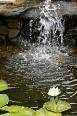 White water lily flower and green leaves with waterfall in background.