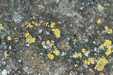 lichen on a stone wall