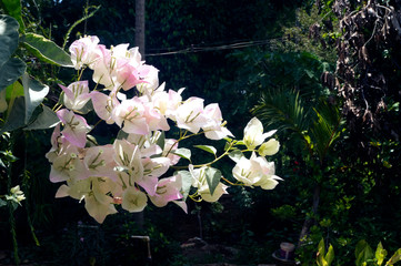 Bougainvillea white and pink variegated flower 