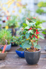 Japaness bonsai tree in Omiya bonsai villege at Saitama, Japan