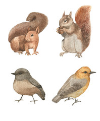Hand drawn watercolor animals set. Cute squirrels and birds characters. Isolated animals © anastasianio