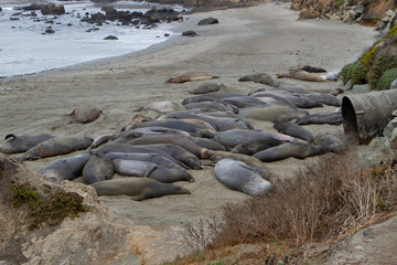 seaelefant on beach