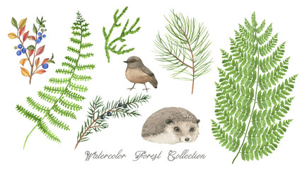 Hand drawn collection of different forest plants and animals. Watercolor wood leaves, hedgehog and bird. Set of natural clip art © anastasianio