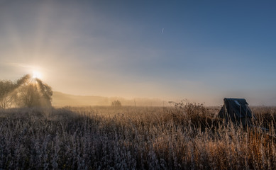 Beams of morning sun filtering through the tree and fog.