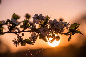 Flowers of apple on a green branch at sunset