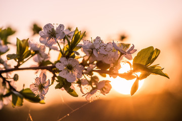 Flowers of apple on a green branch at sunset