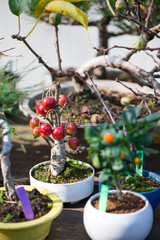 Japaness bonsai tree with fruit