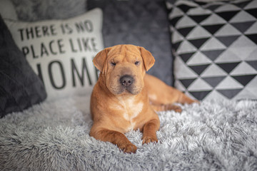 Shar pei puppy portrait