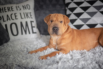 Shar pei dog