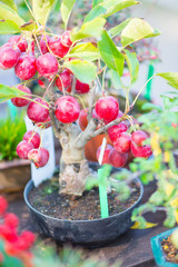 Japaness bonsai tree in Omiya bonsai villege at Saitama, Japan