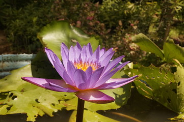 water lily