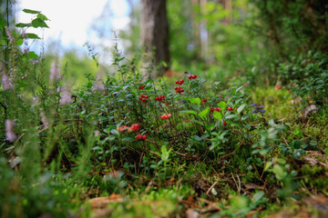 Fototapeta premium wild berry