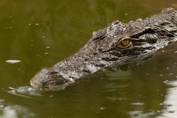 Crocodile américain sortant sa tête de l'eau