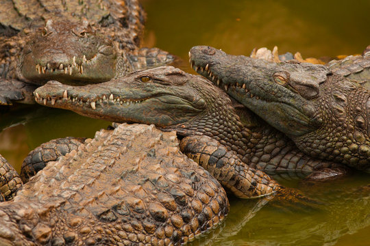 Crocodiles du d&eacute;sert en groupe au repos dans rivi&egrave;re