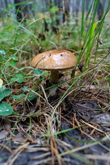 Autumn boletus mushroom Siberia forest