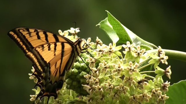 Papilio glaucus Linnaeus butterfly on flower