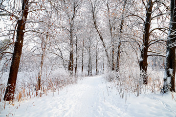 Snow covered trees in a winter forest and small path between them