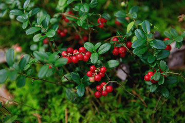 Obraz premium wild berry